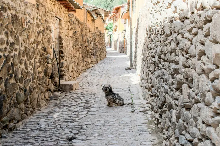 A little dog on a typical cobblestone street